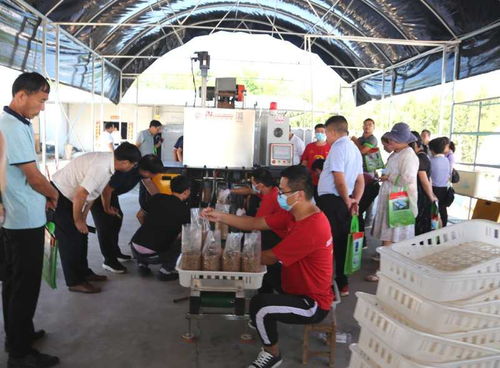 我省迈进高质量平菇工厂化新技术时代——网络技术赋能食用菌产业升级